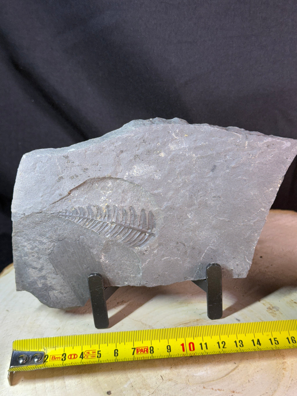 Fossiele varen op leisteen – Callipterium pteridium