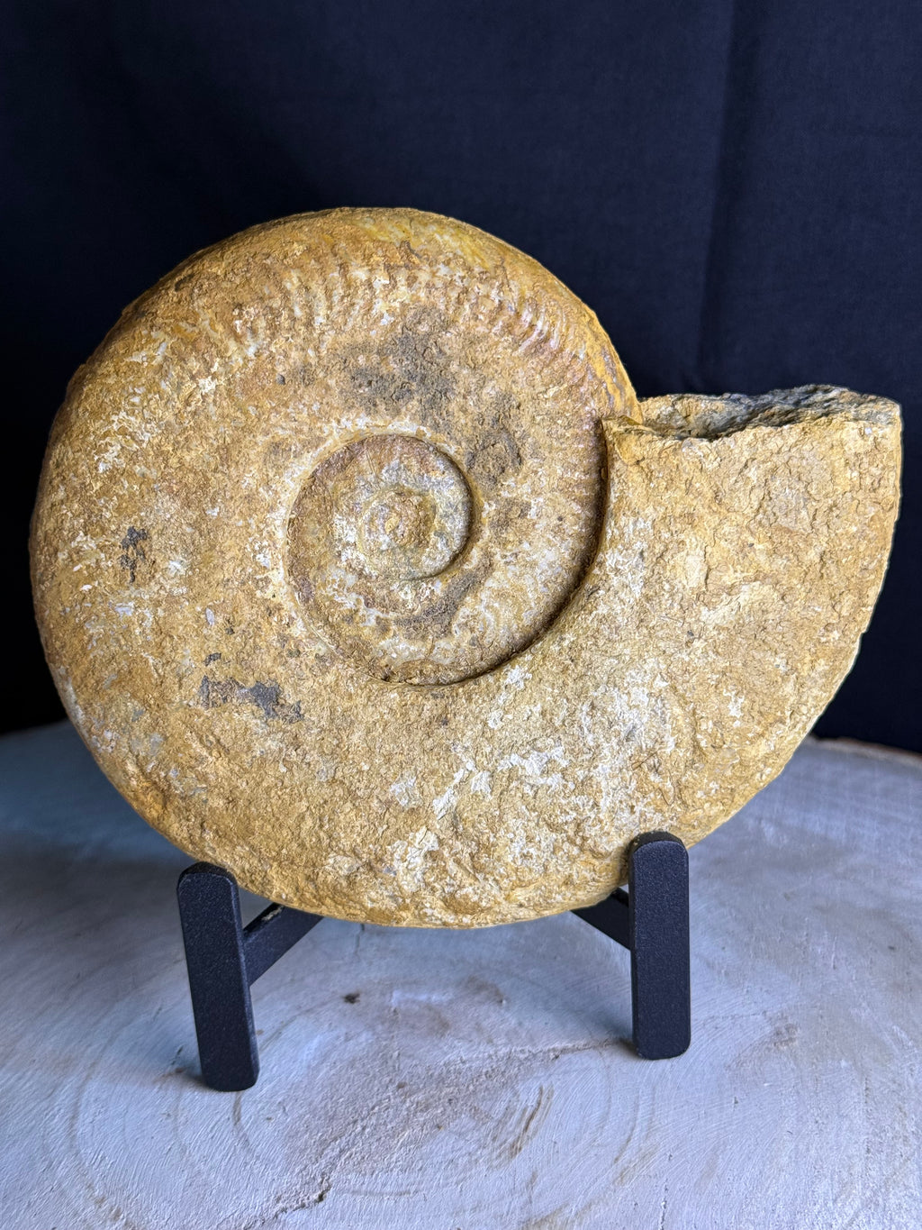 Fossiele ammoniet - ca 16cm