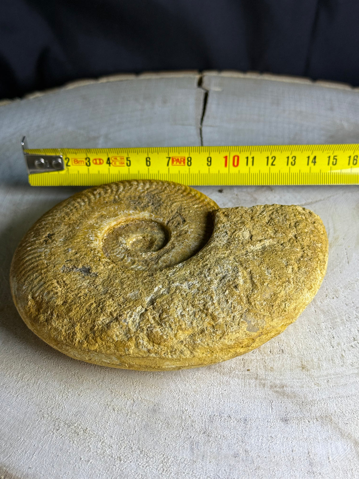 Fossiele ammoniet - ca 16cm