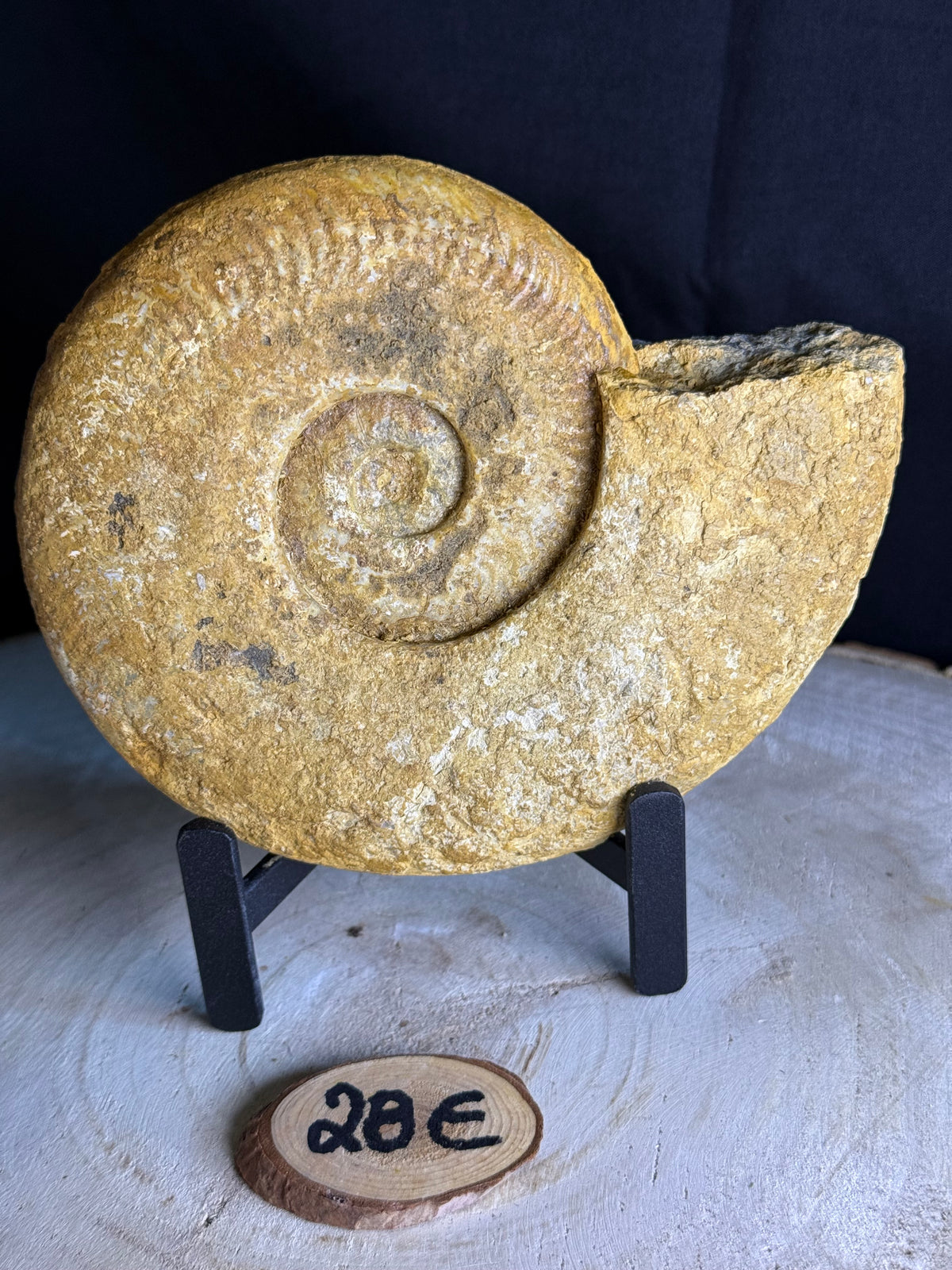 Fossiele ammoniet - ca 16cm