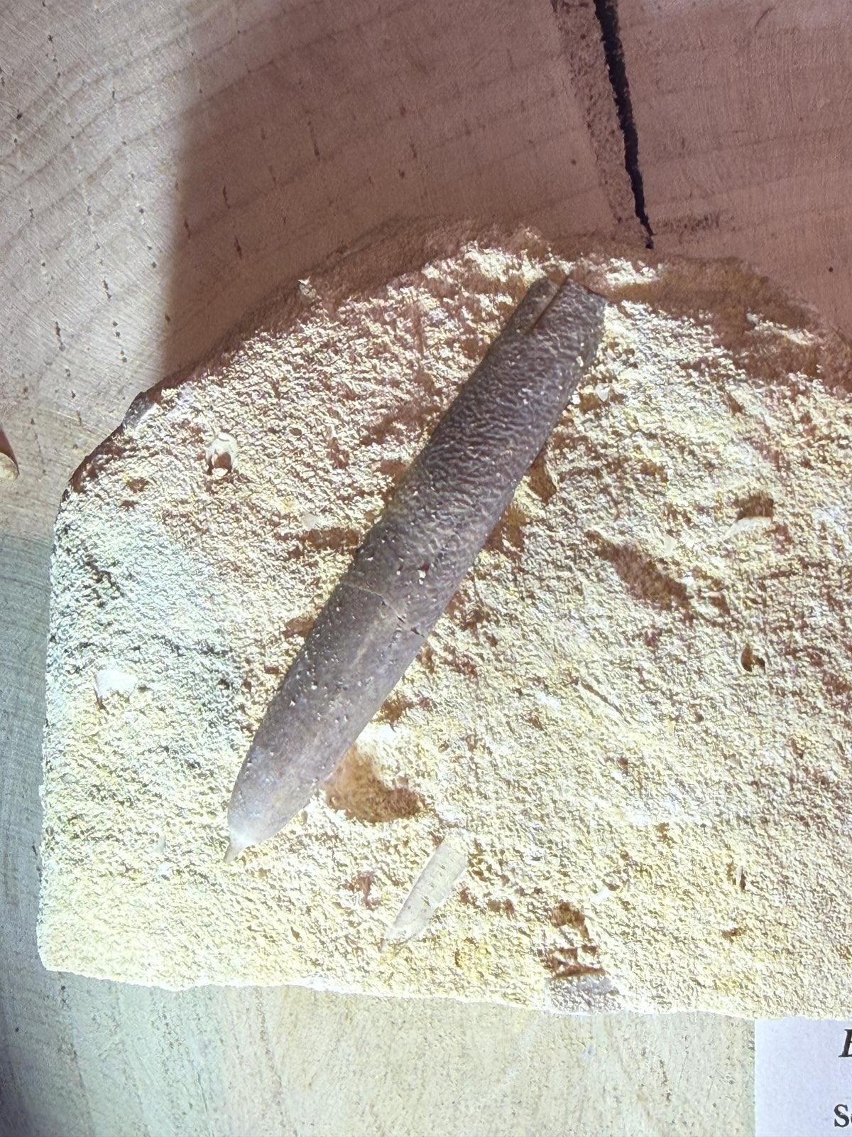 Belemniet – Belemnitella mucronata – België