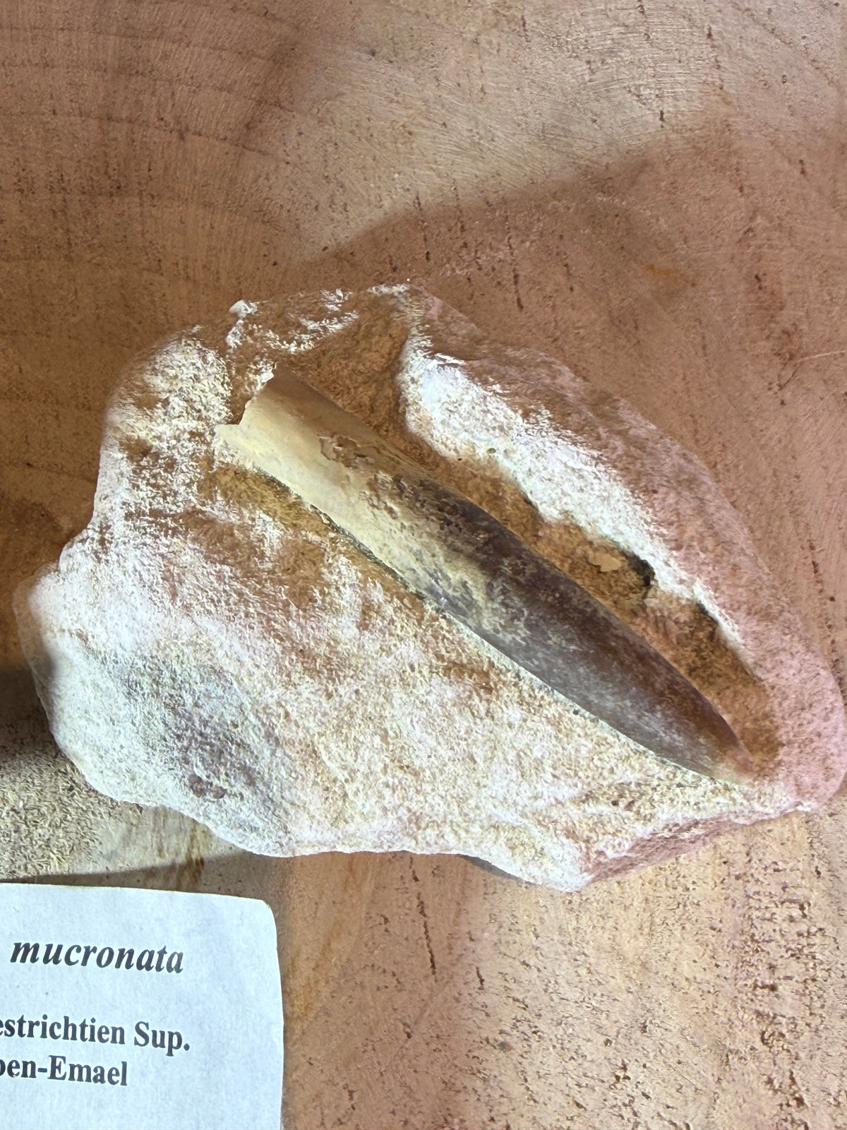 Belemniet – Belemnitella mucronata – België