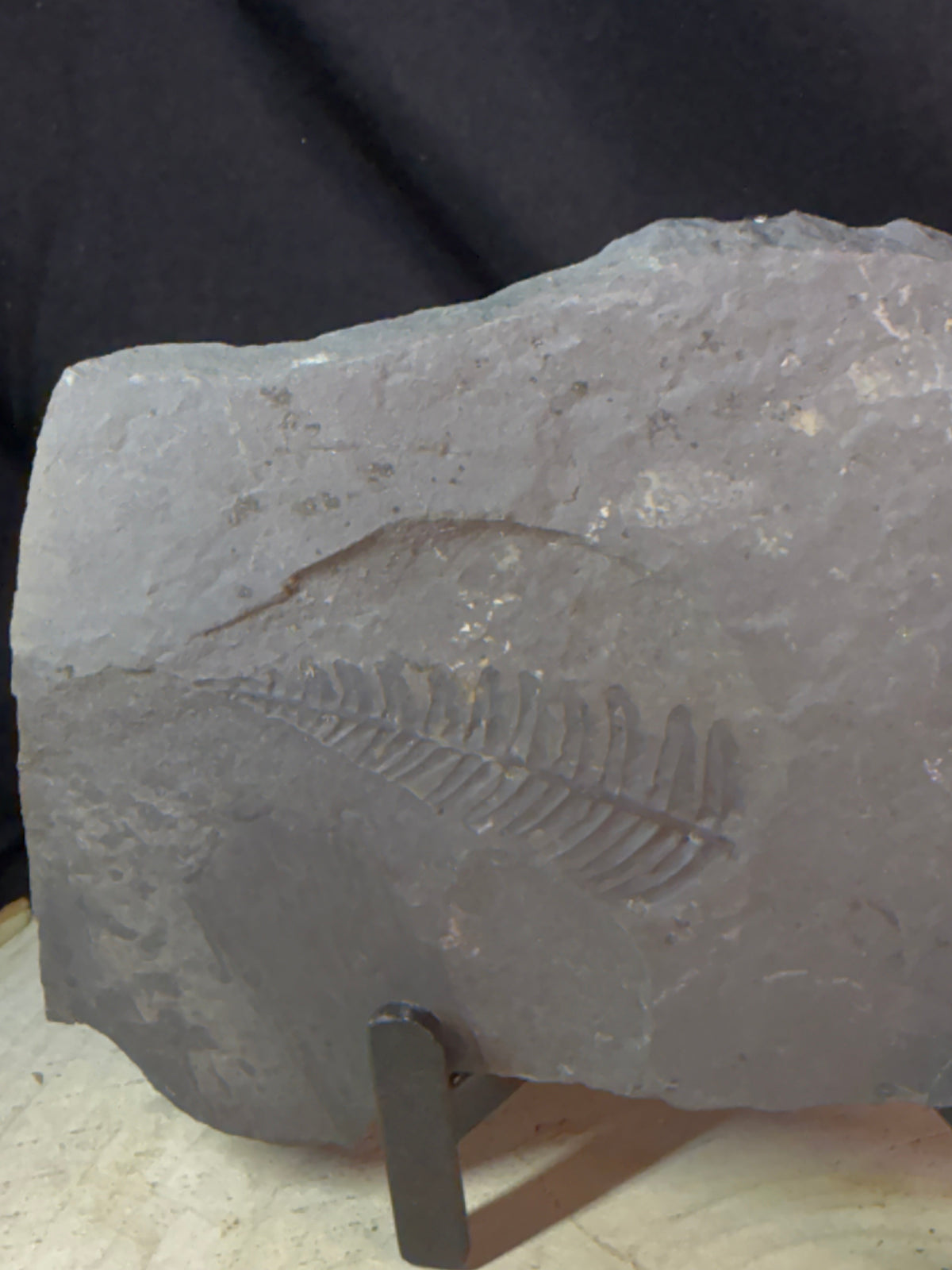 Fossiele varen op leisteen – Callipterium pteridium