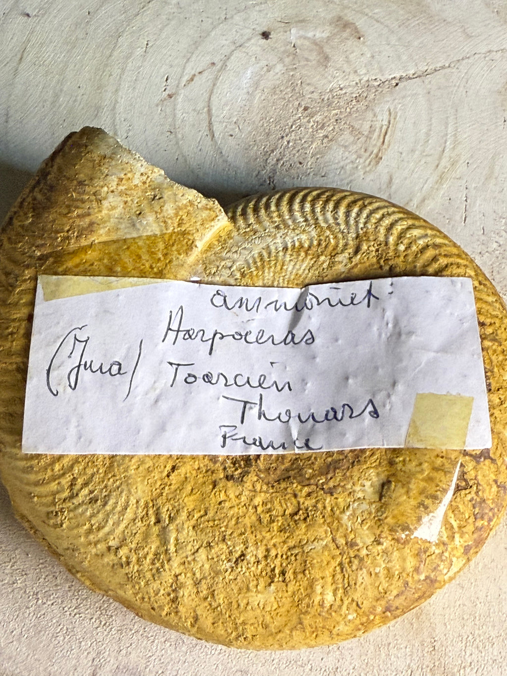Fossiele ammoniet - ca 16cm