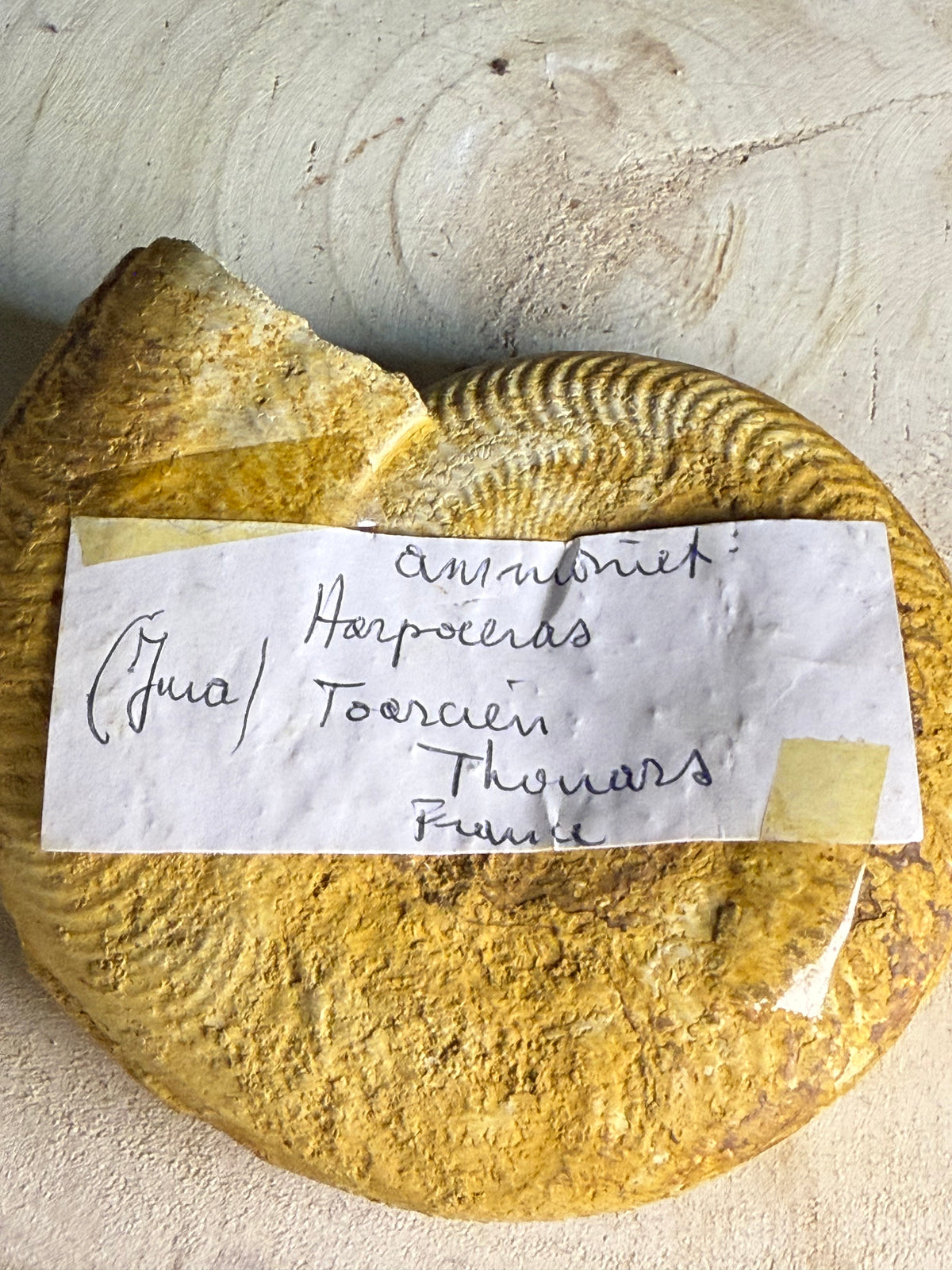 Fossiele ammoniet - ca 16cm