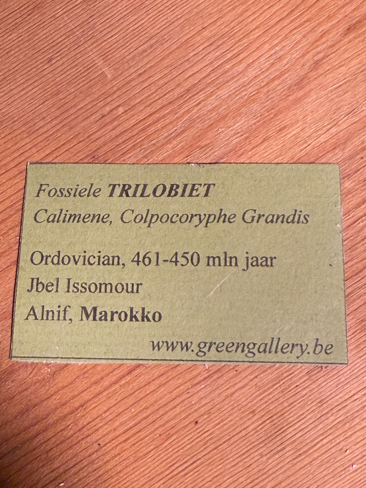 Trilobiet – Marokko