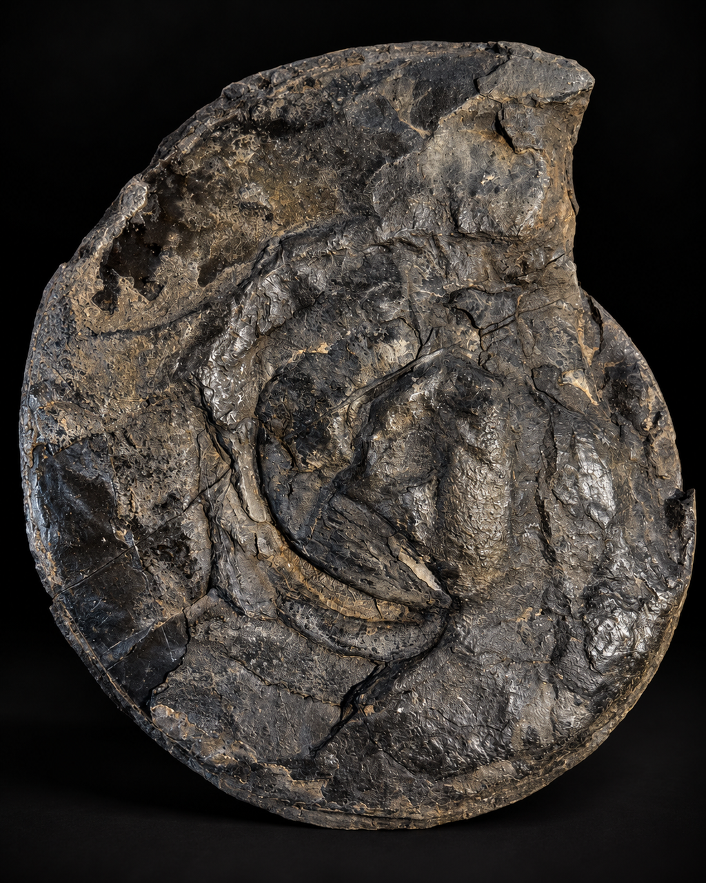 Fossiele ammoniet Hildoceras – Toarciaan – Whitby – 15 cm