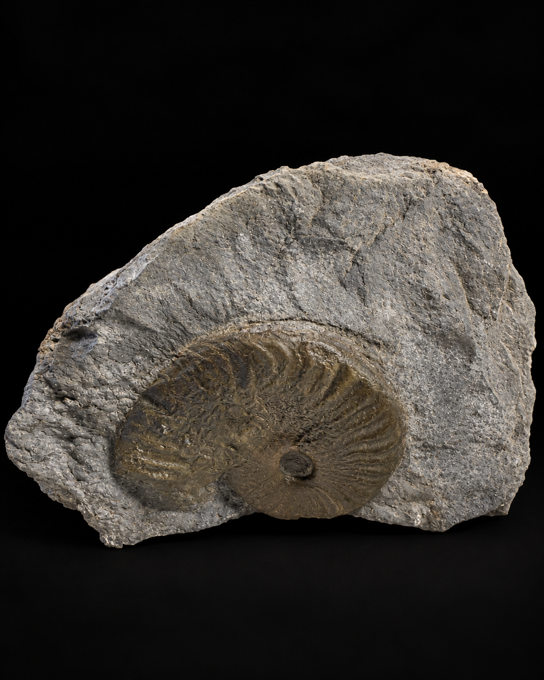 Fossiele ammoniet Grammoceras – Ravenscar – Jura