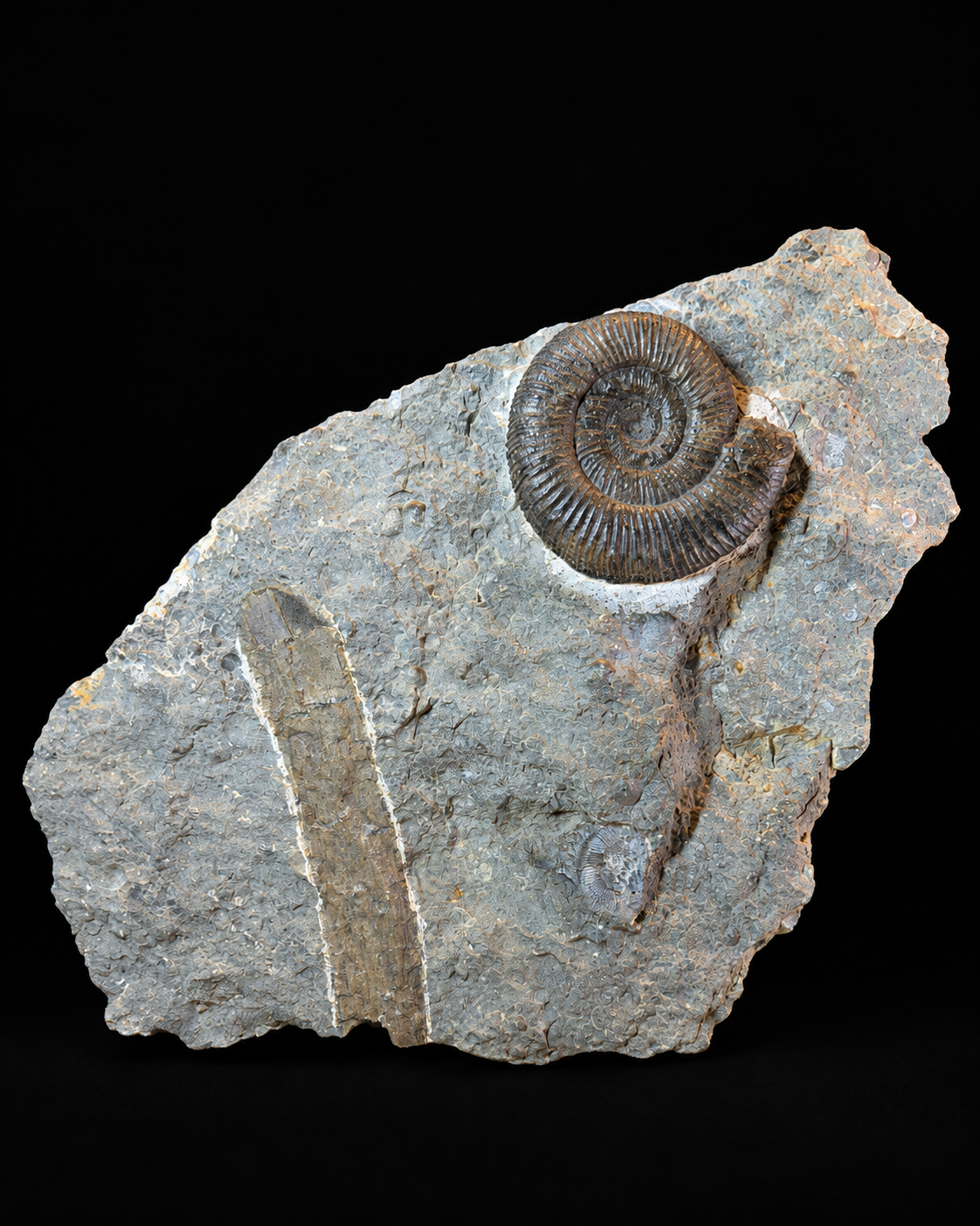 Dactylioceras ammoniet met fossiel hout – Jura – Duitsland
