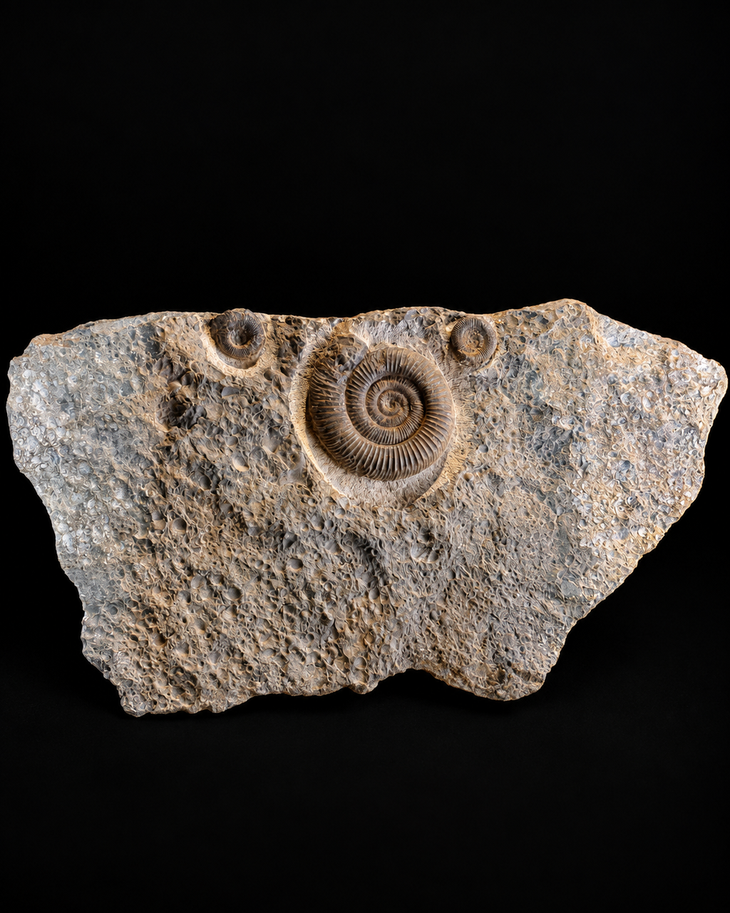 Dactylioceras ammonietenplaat – Jura – Duitsland – 30 cm
