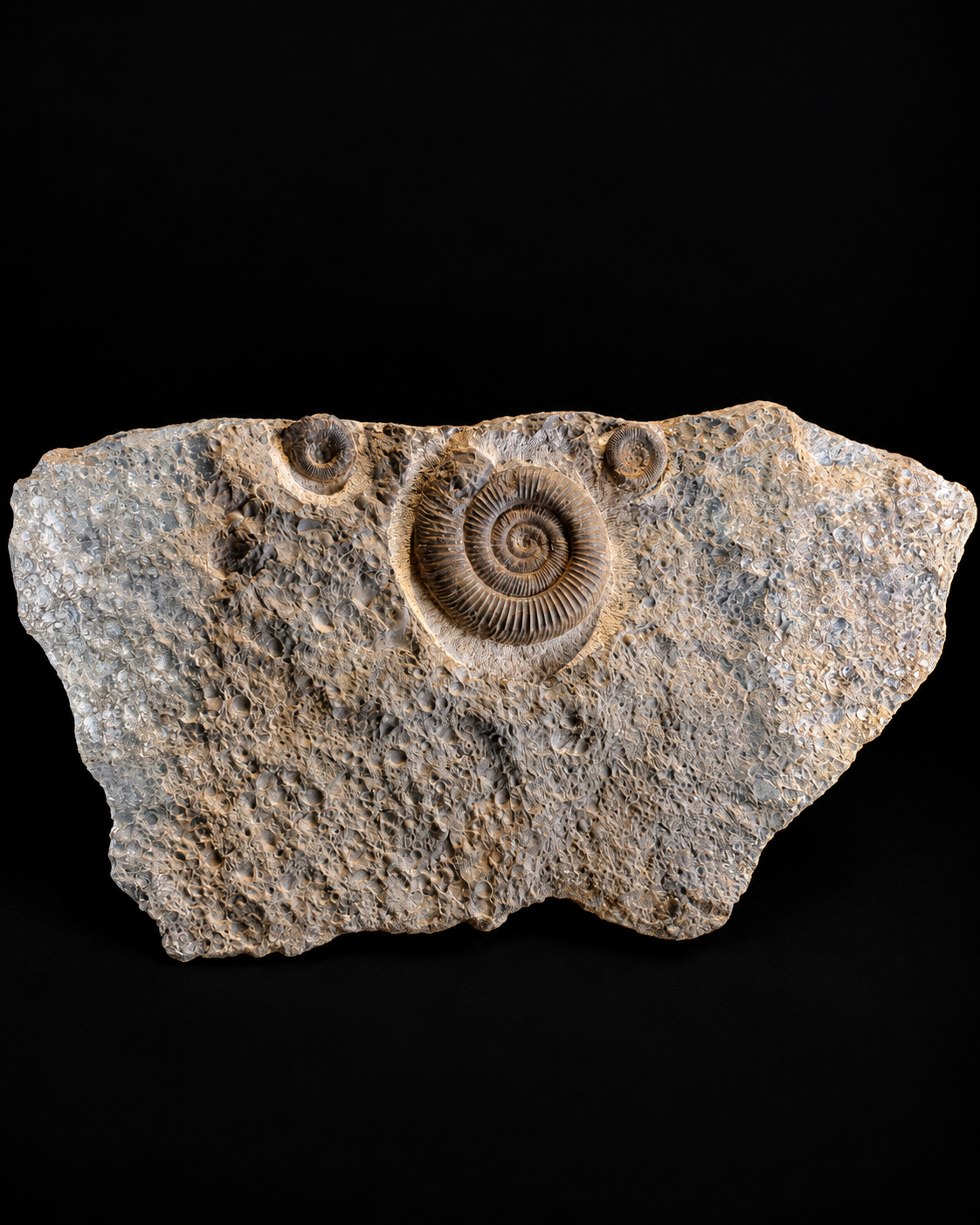 Dactylioceras ammonietenplaat – Jura – Duitsland – 30 cm