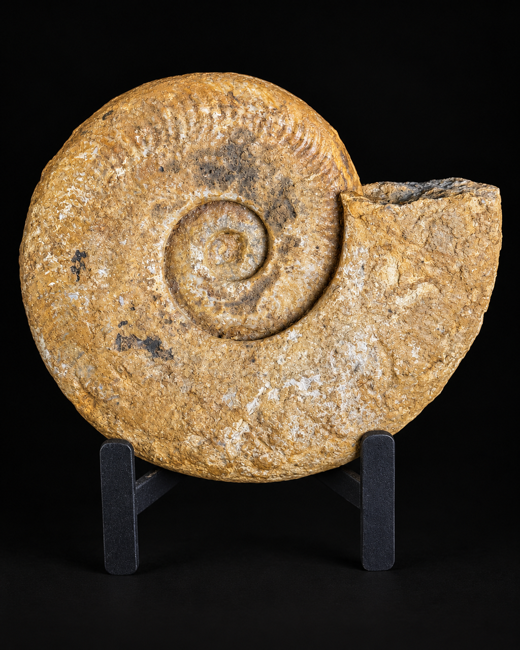 Fossiele ammoniet - ca 16cm