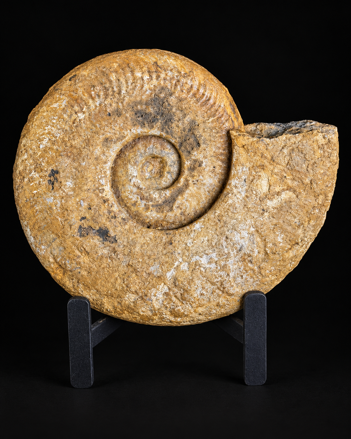 Fossiele ammoniet - ca 16cm