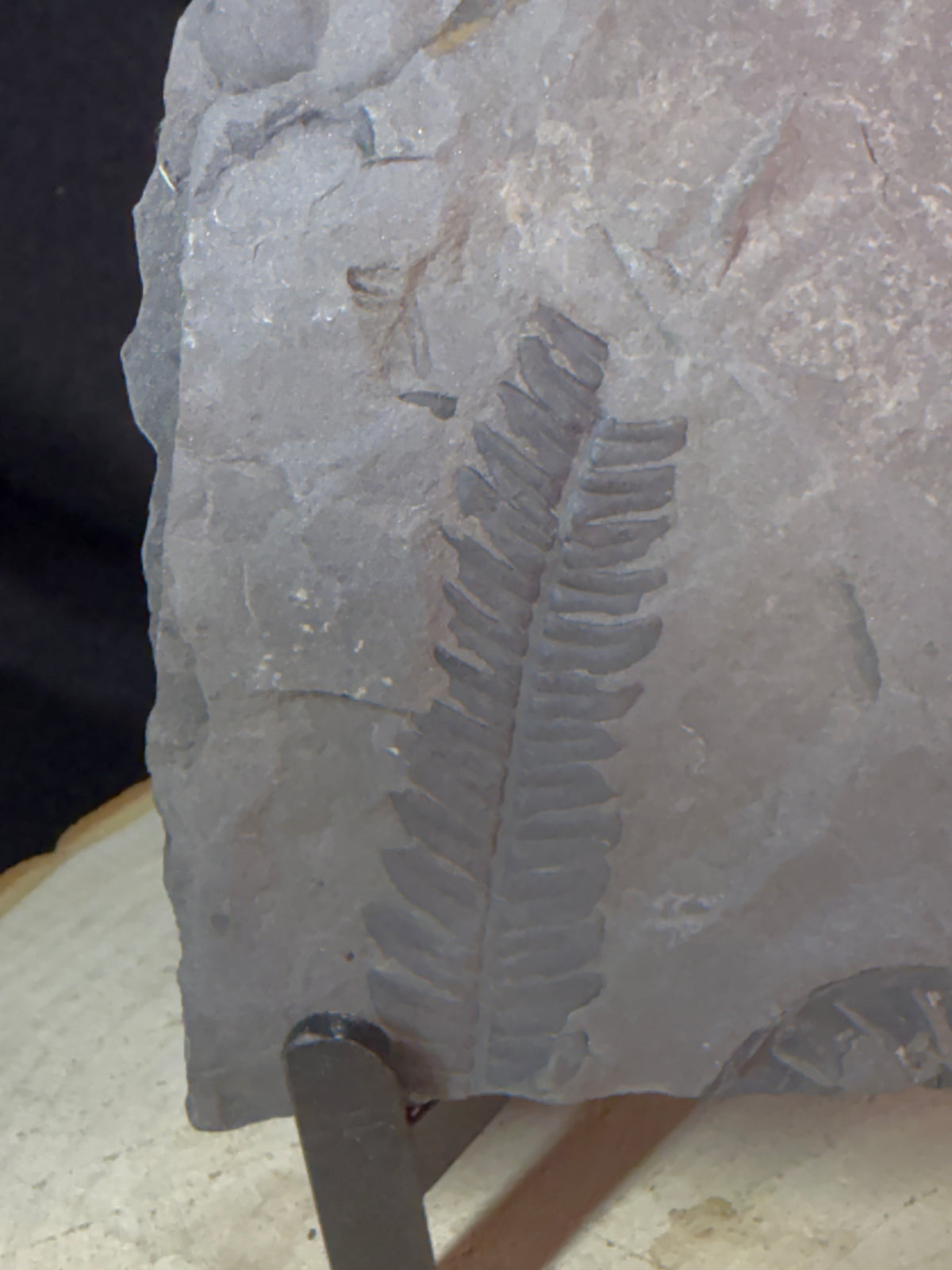 Fossiele varen op leisteen – Callipterium pteridium