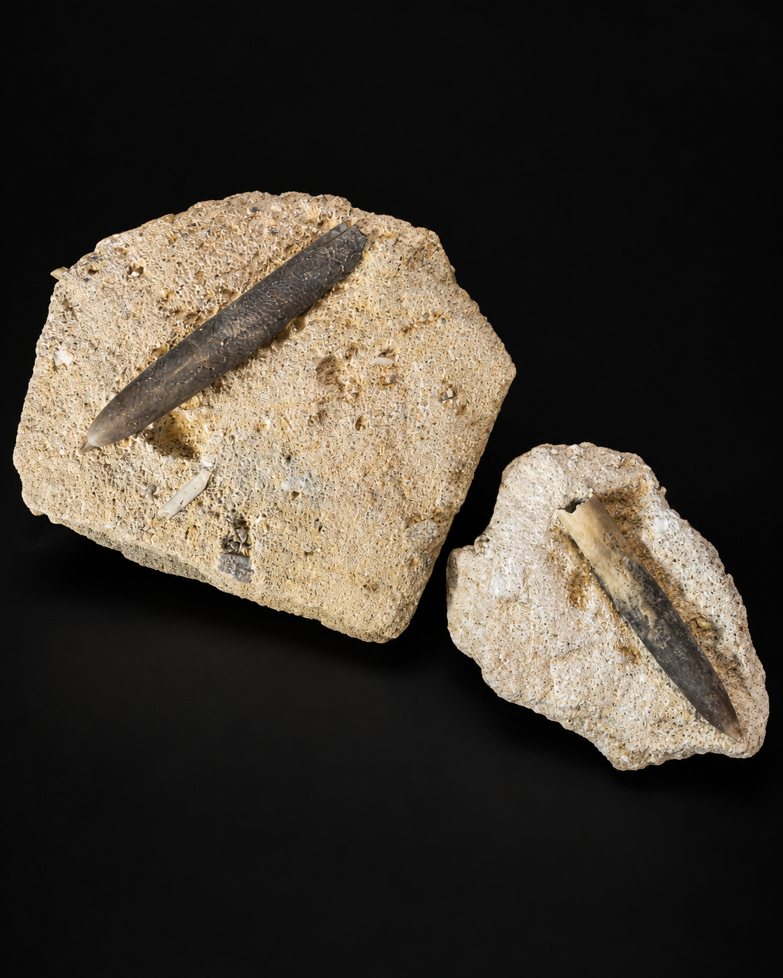 Belemniet – Belemnitella mucronata – België