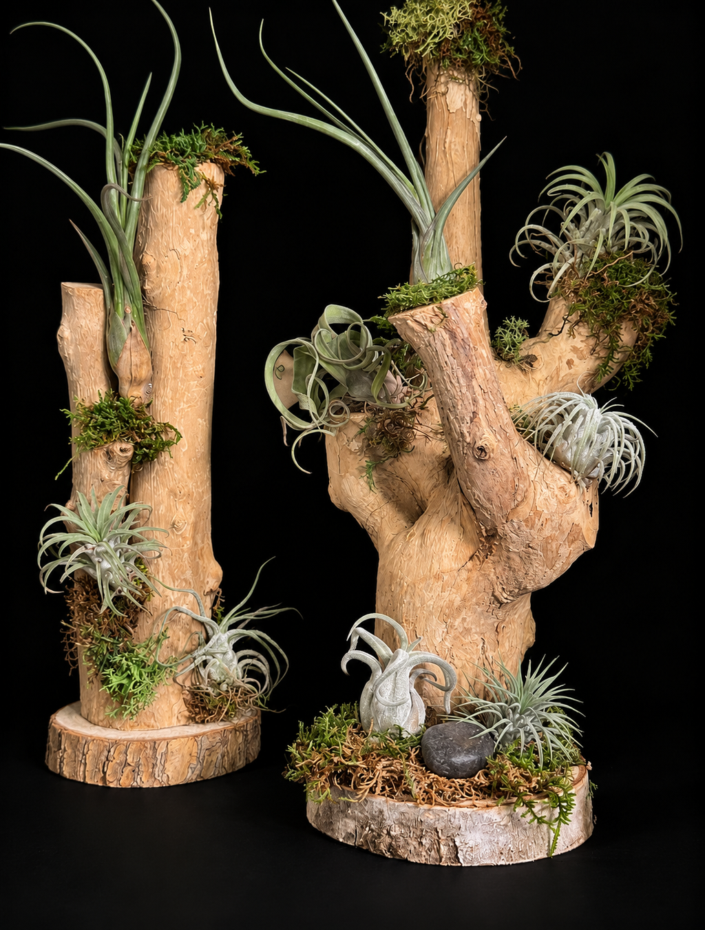 Handgemaakte houtcreaties met Tillandsia – unieke natuurdecoratie