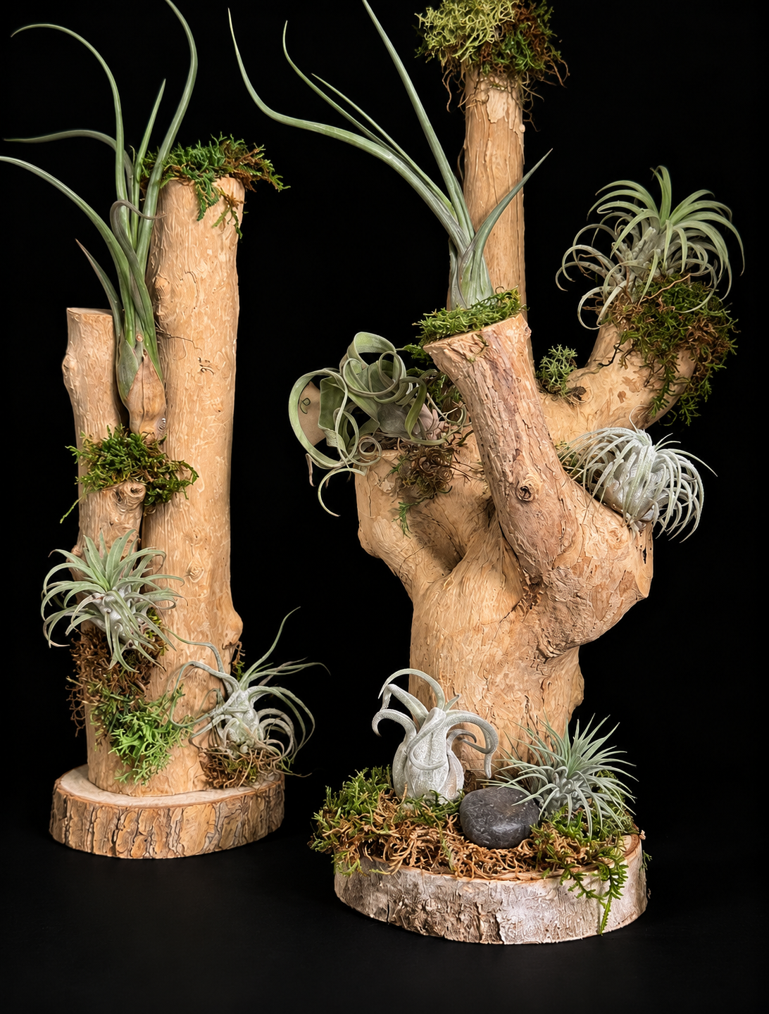 Handgemaakte houtcreaties met Tillandsia – unieke natuurdecoratie