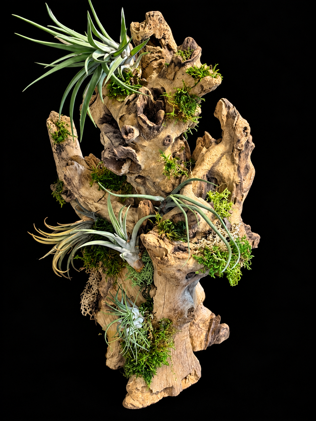 Grote Wortelsculptuur met Tillandsia – Unieke Natuurcreatie