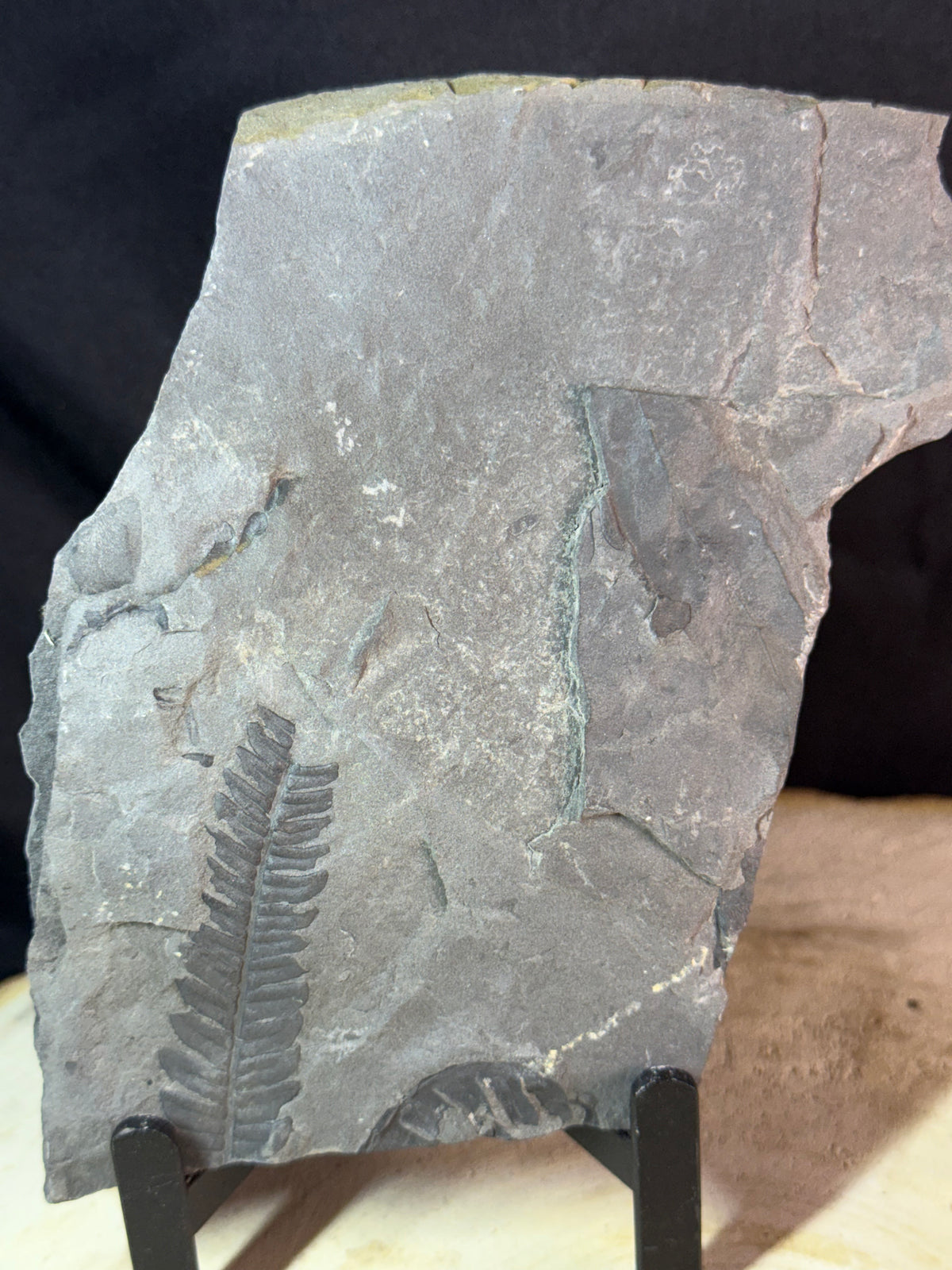 Fossiele varen op leisteen – Callipterium pteridium