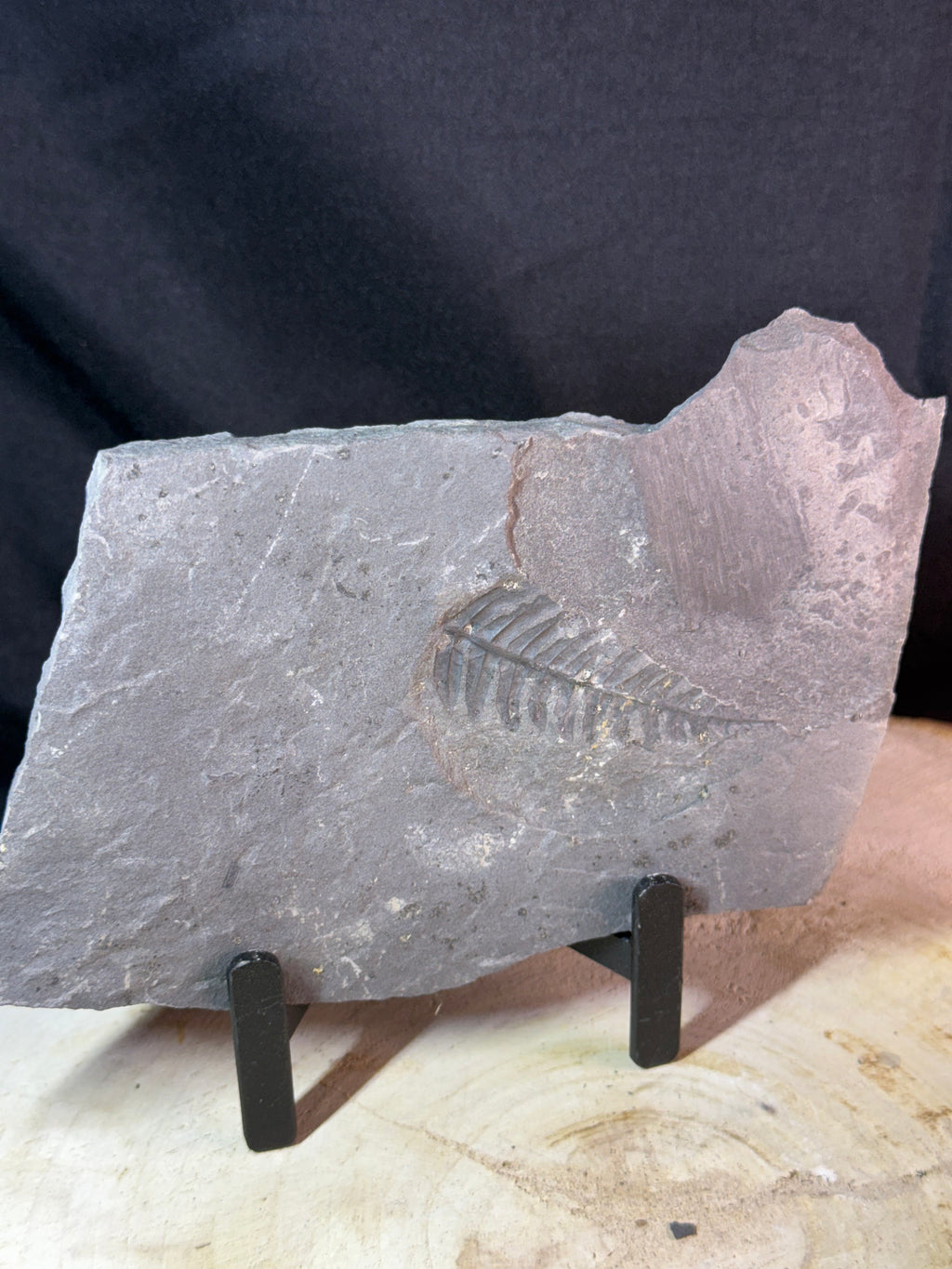 Fossiele varen op leisteen – Callipterium pteridium