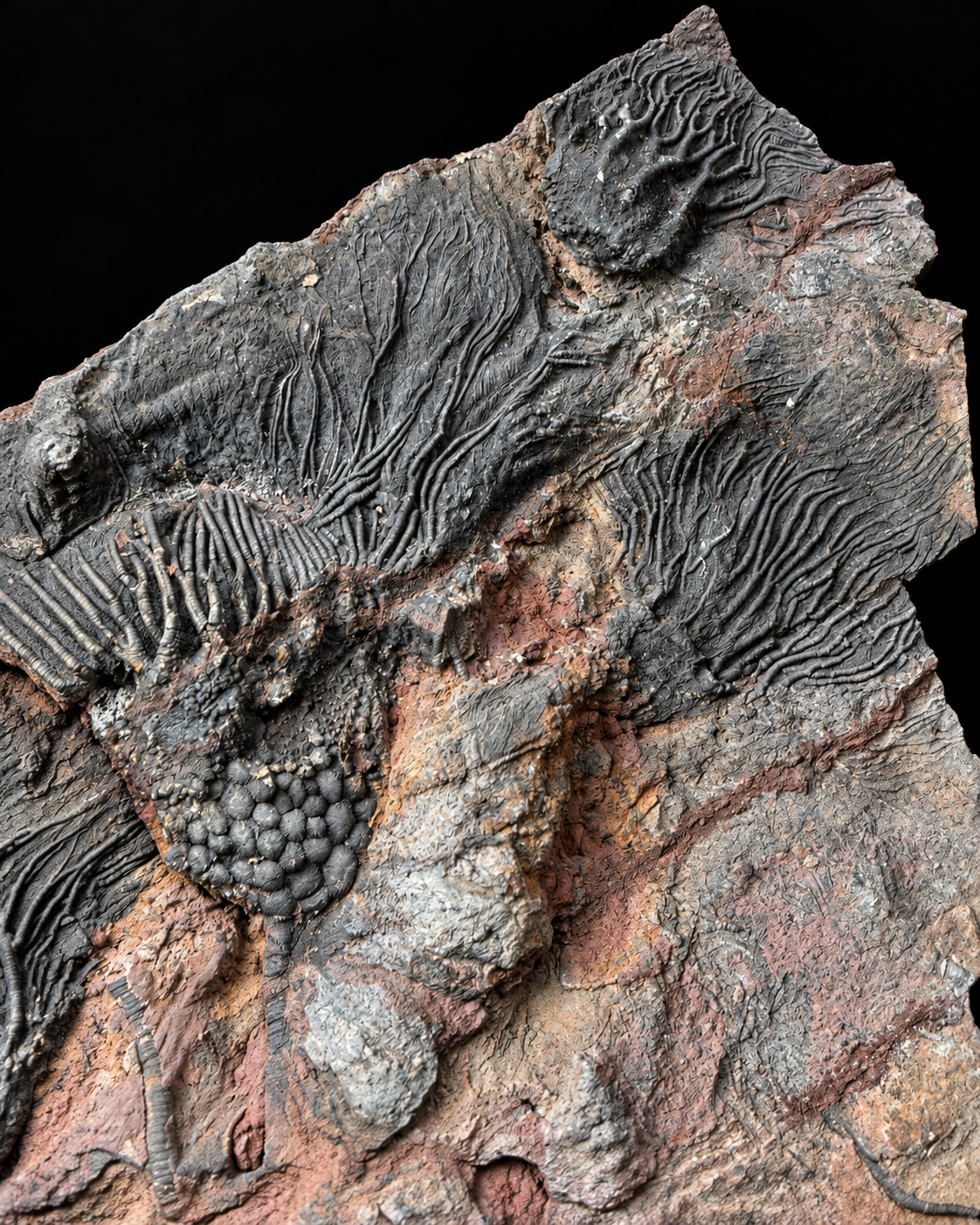 Grote Crinoïden fossielenplaat – Scyphocrinus – Marokko – 50 cm