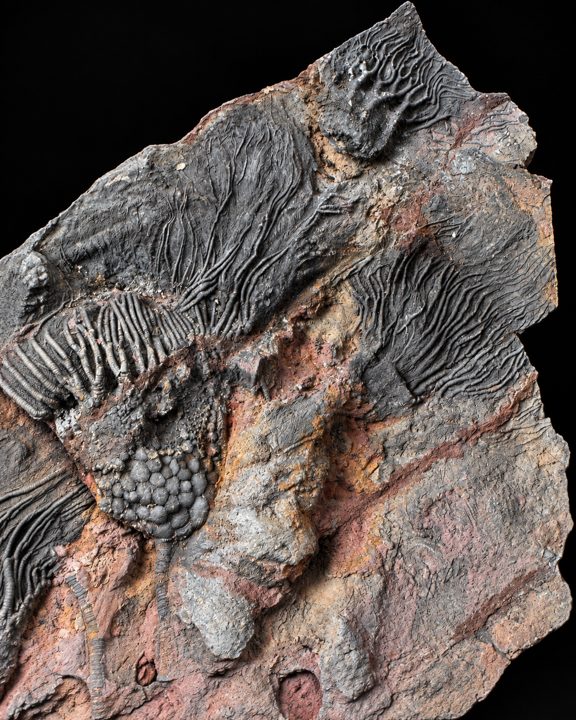 Grote Crinoïden fossielenplaat – Scyphocrinus – Marokko – 50 cm