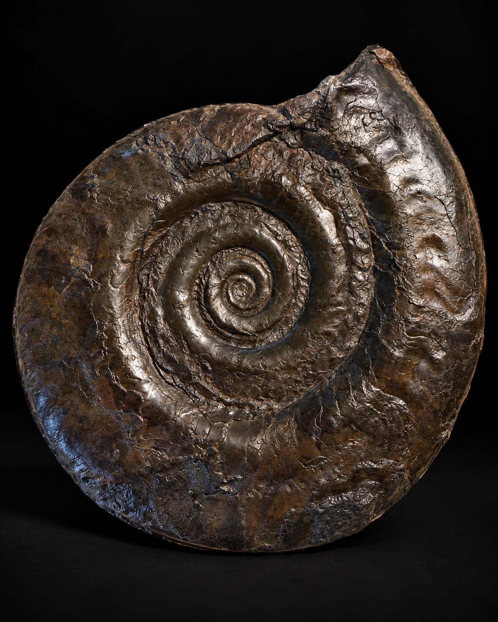 Fossiele ammoniet Hildoceras – Toarciaan – Whitby – 15 cm