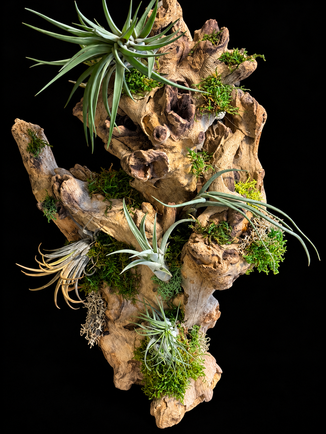 Grote Wortelsculptuur met Tillandsia – Unieke Natuurcreatie