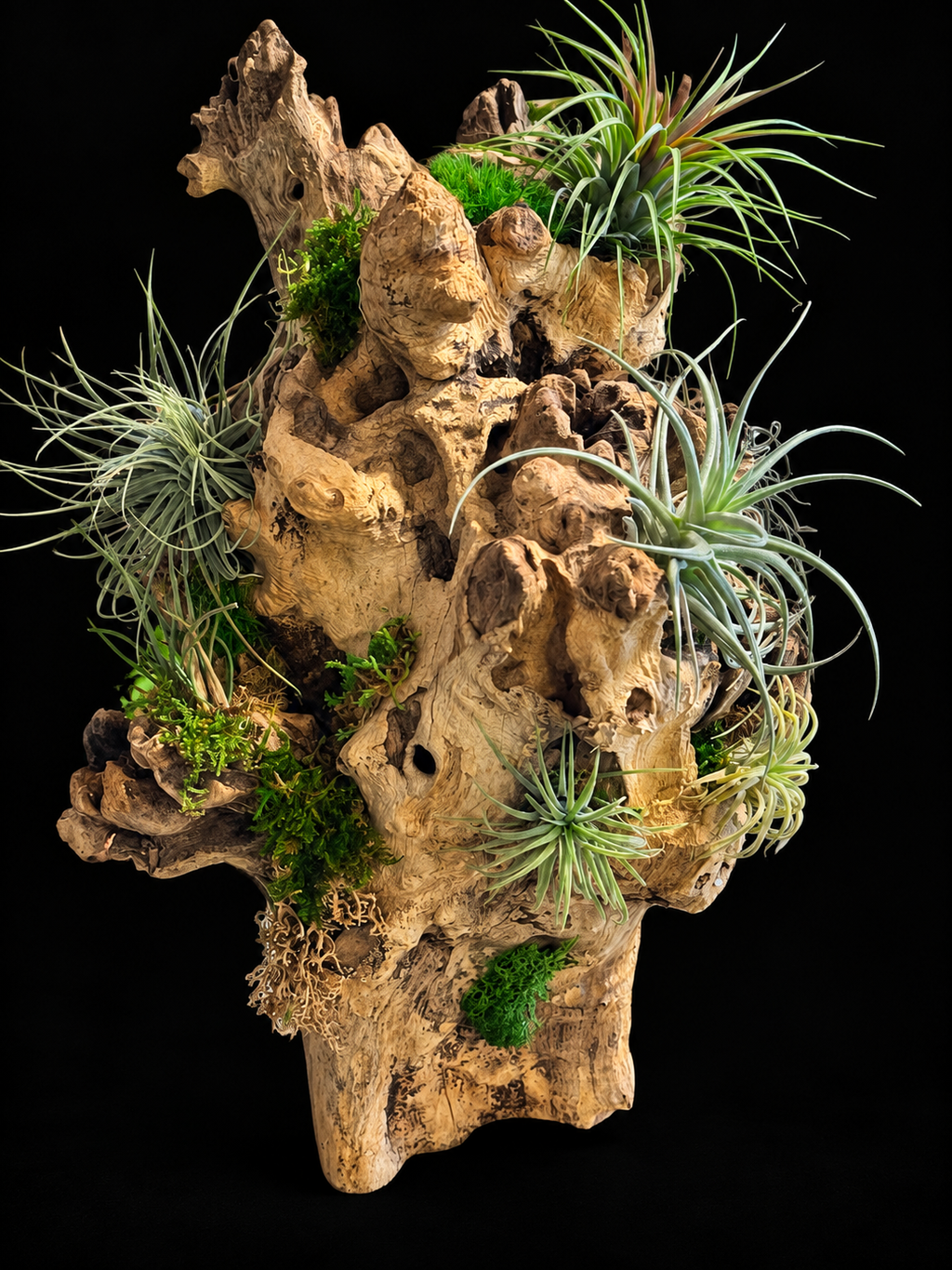 Grote Wortelsculptuur met Tillandsia – Natural Collection