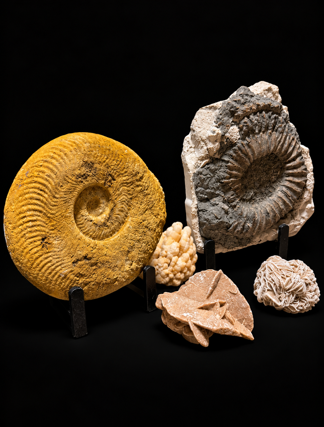 Fossiele ammonieten – ontdek ons gevarieerd assortiment