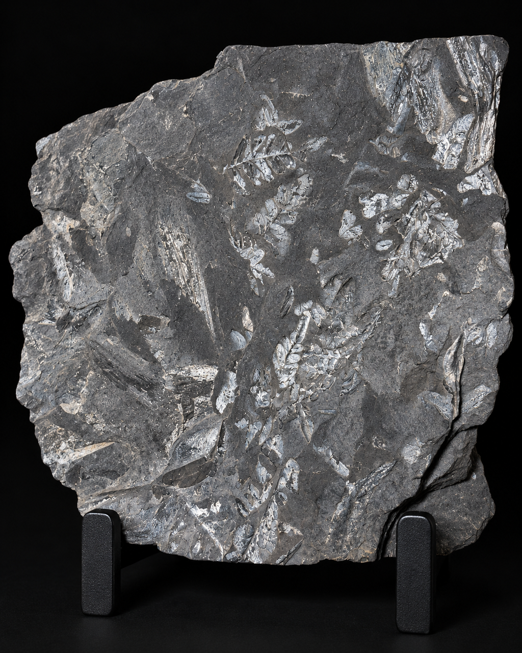 Fossiele Varens & Prehistorische Planten