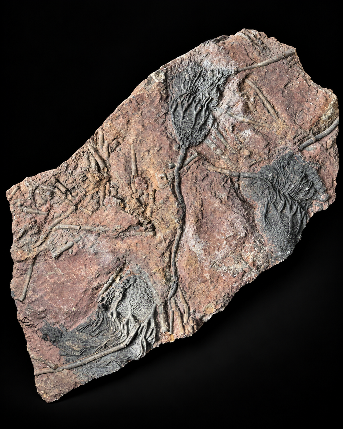Crinoïden fossiel – Scyphocrinus elegans – Marokko – 45 cm