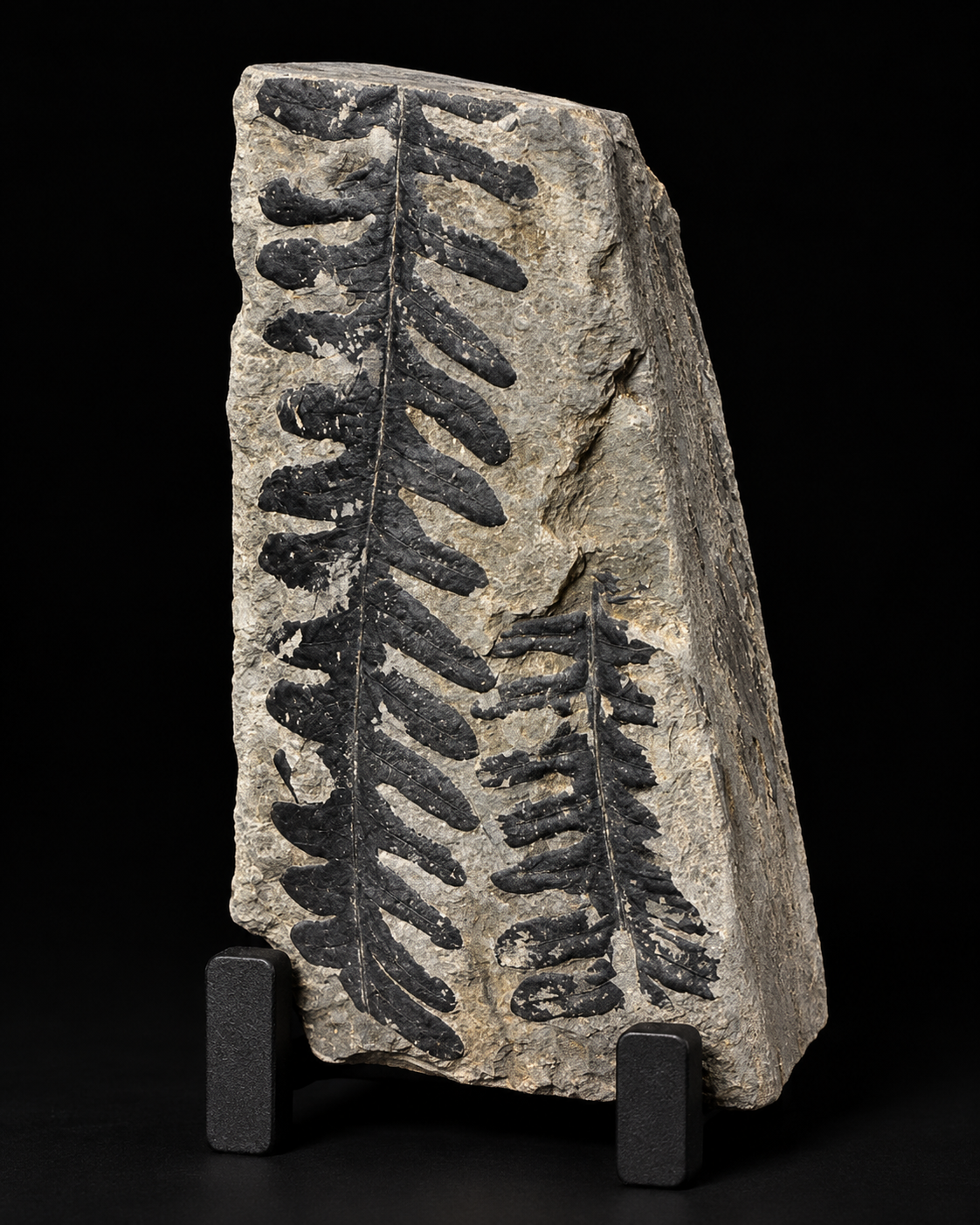 Fossiele Varens & Prehistorische Planten