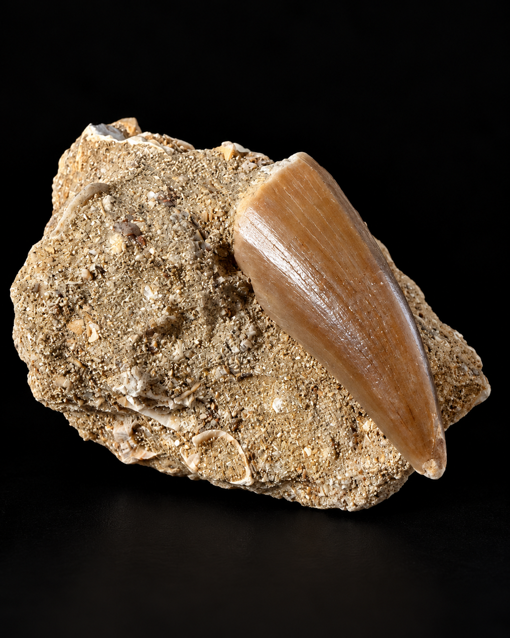 Fossiele mosasaurustand in natuurlijke steenmatrix