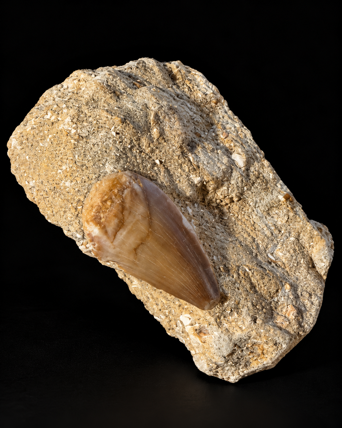 Fossiele mosasaurustand in natuurlijke steenmatrix