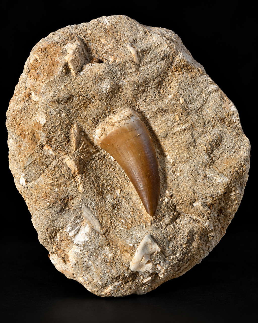 Fossiele mosasaurustand in natuurlijke steenmatrix