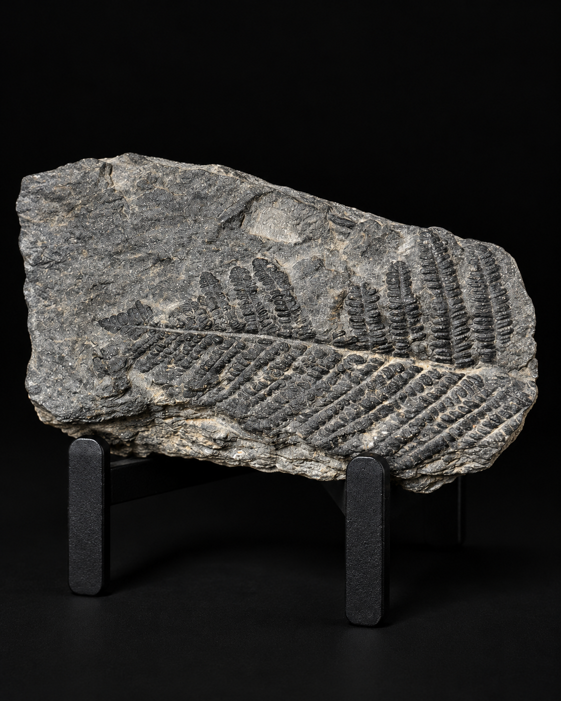 Fossiele Varens & Prehistorische Planten