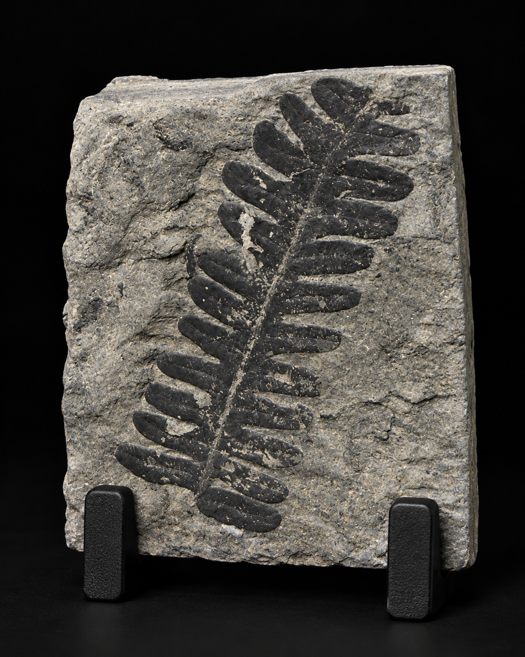 Fossiele Varens & Prehistorische Planten