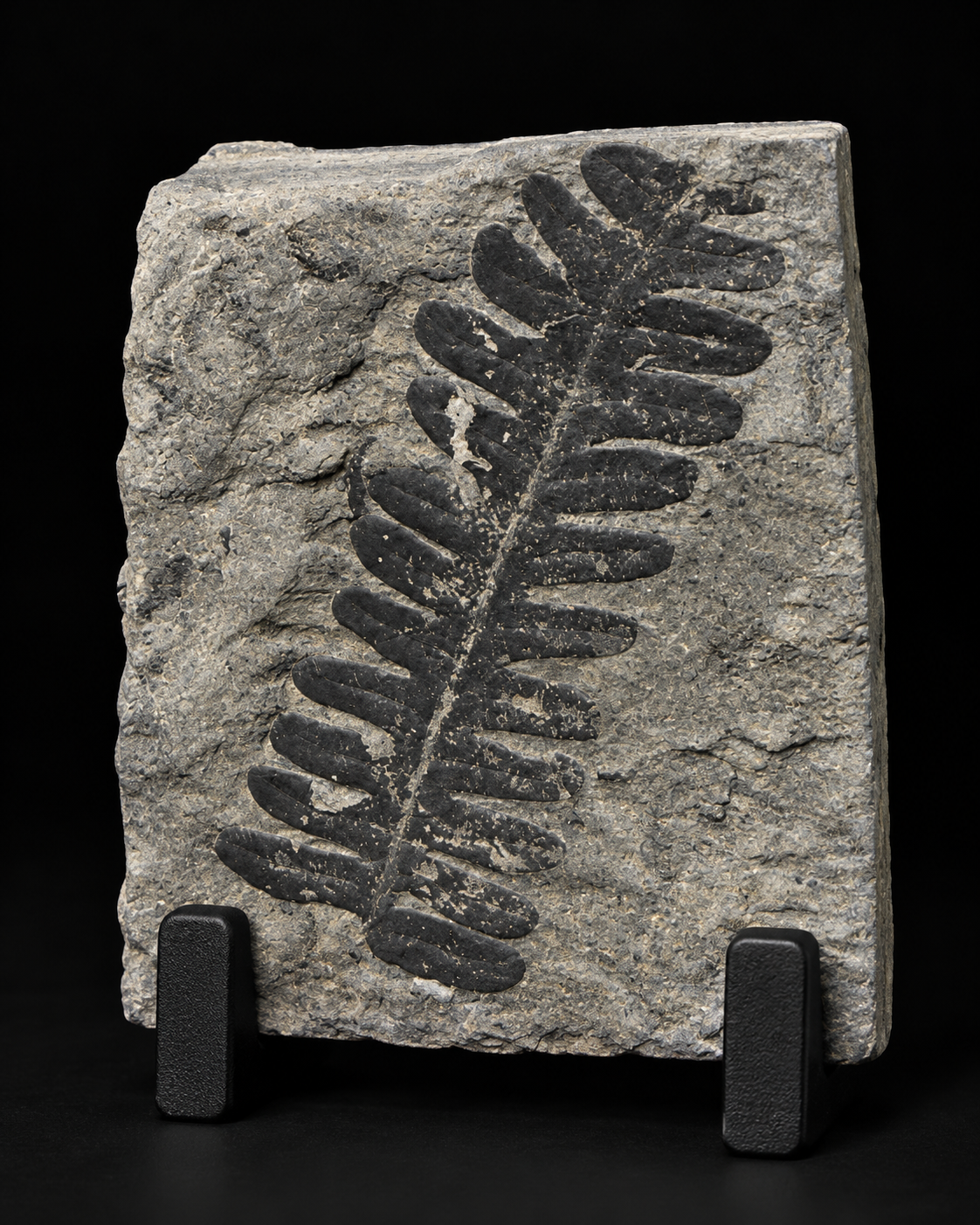 Fossiele Varens & Prehistorische Planten