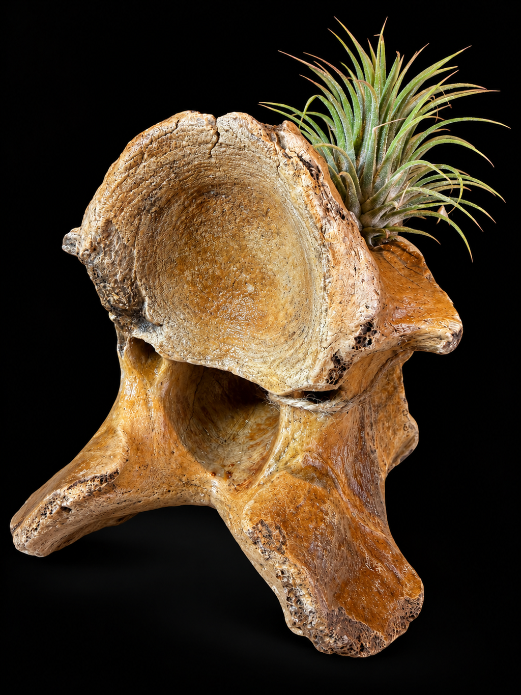 Fossiele wervel van steppebizon met Tillandsia – Noordzee