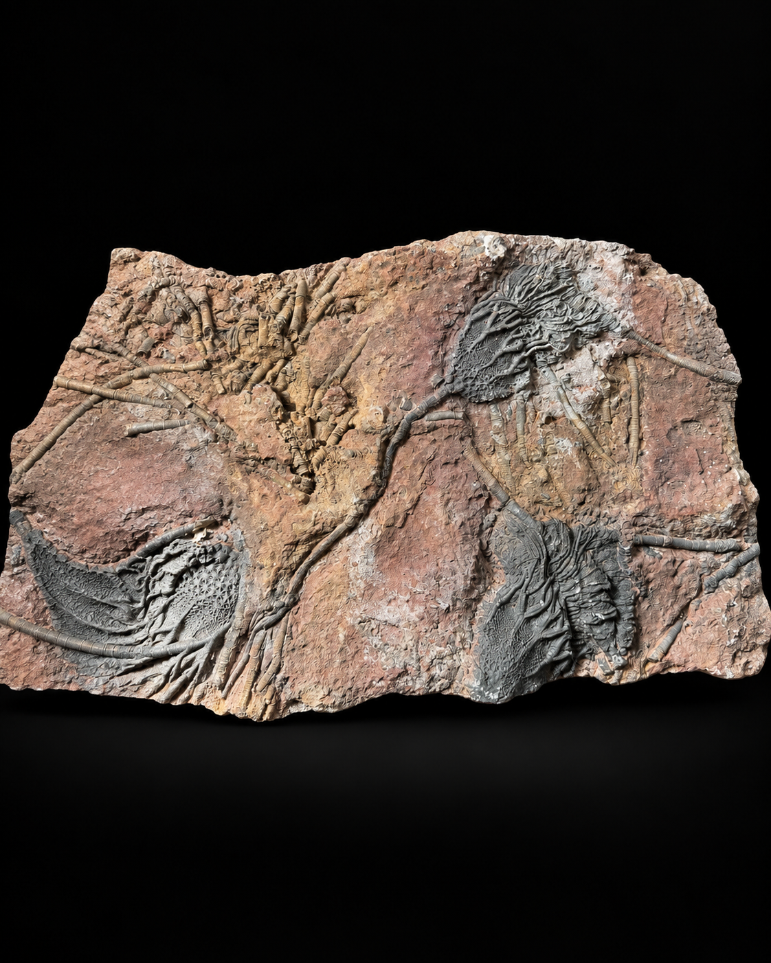 Crinoïden fossiel – Scyphocrinus elegans – Marokko – 45 cm