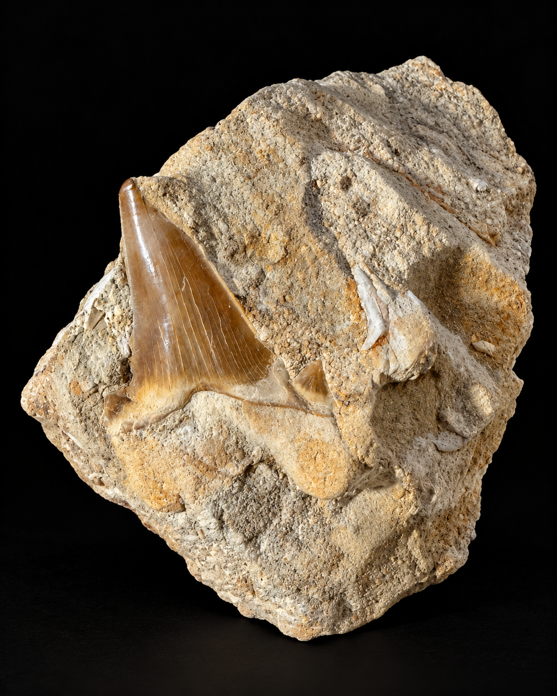 Fossiele haaientand in originele steenmatrix