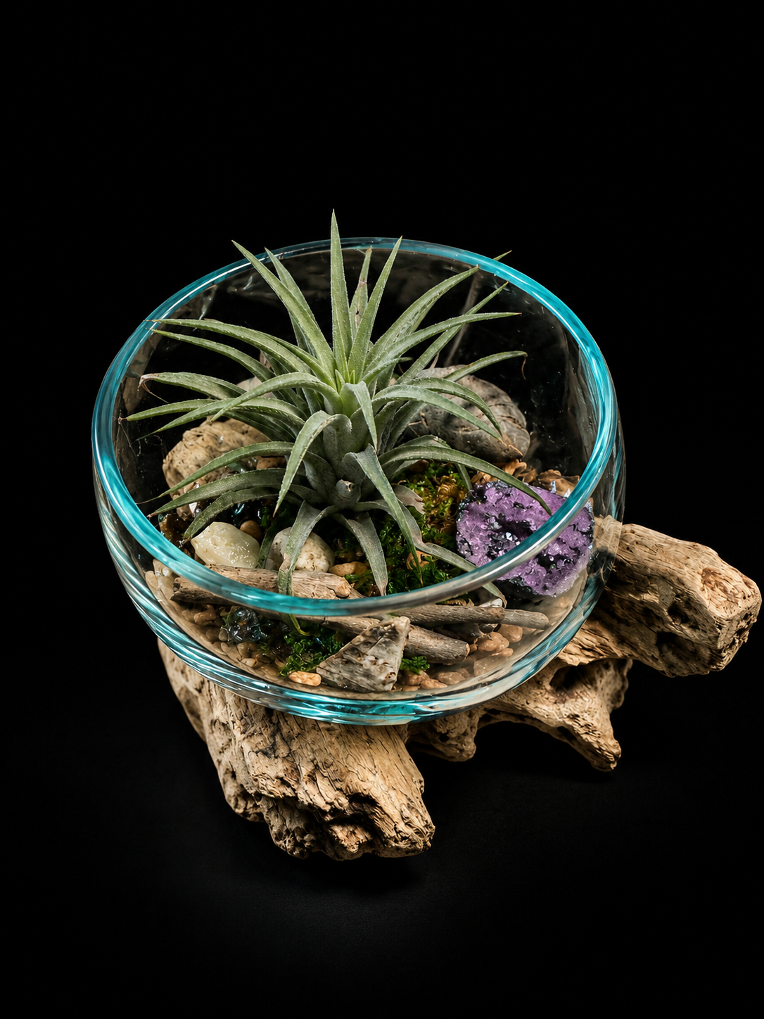 Tillandsia in handgeblazen glas op drijfhout