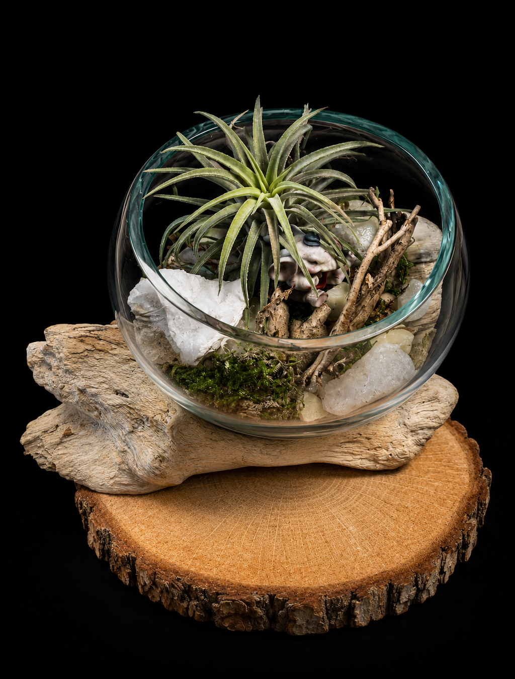 Tillandsia in handgeblazen glas op drijfhout