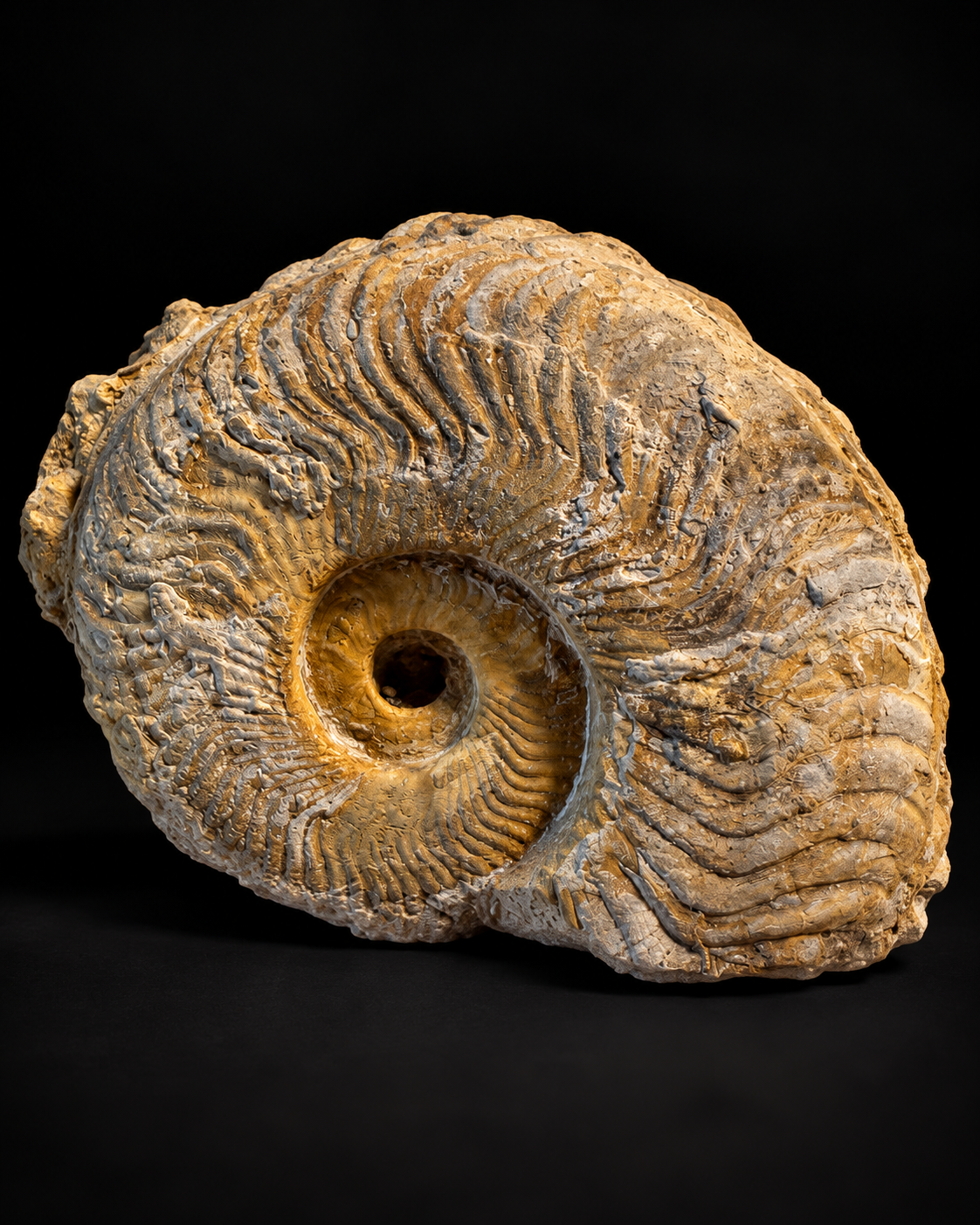 Fossiele ammoniet Harpoceras – Jura – Frankrijk