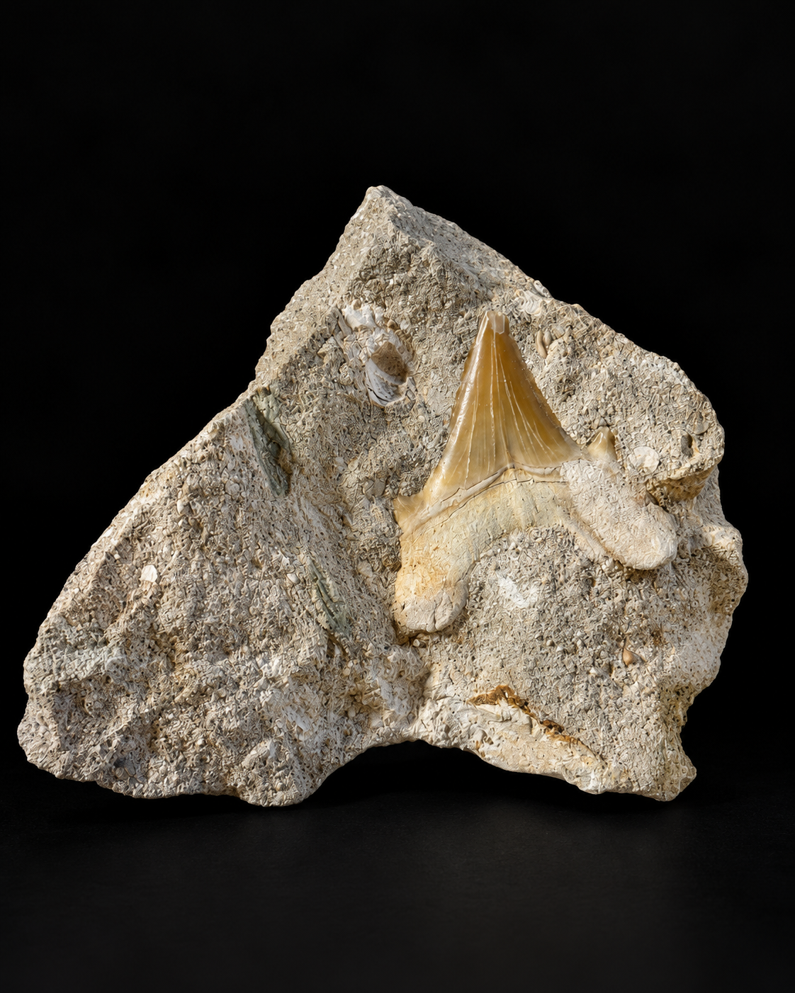 Fossiele haaientand in originele steenmatrix
