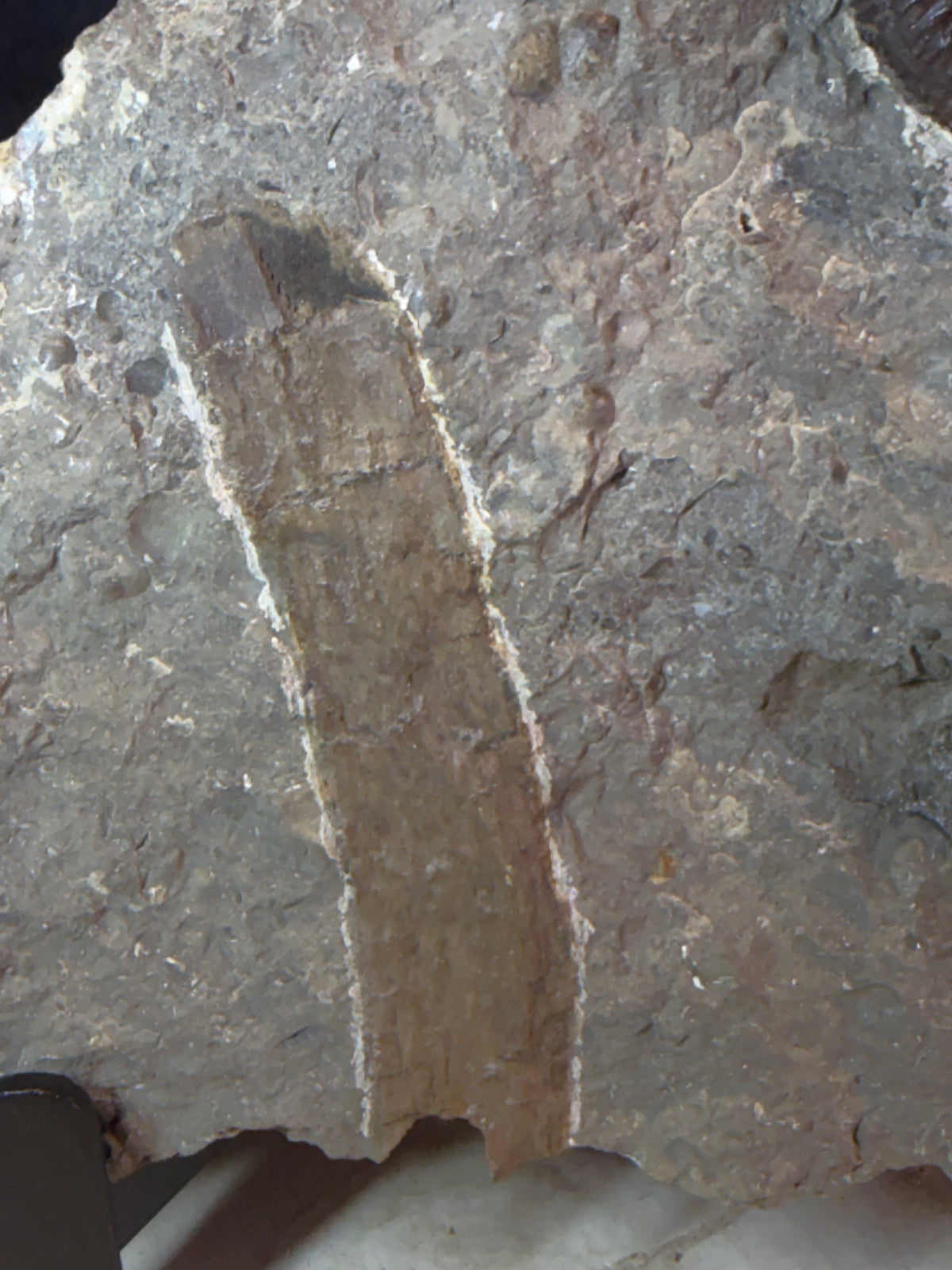 Dactylioceras ammoniet met fossiel hout – Jura – Duitsland