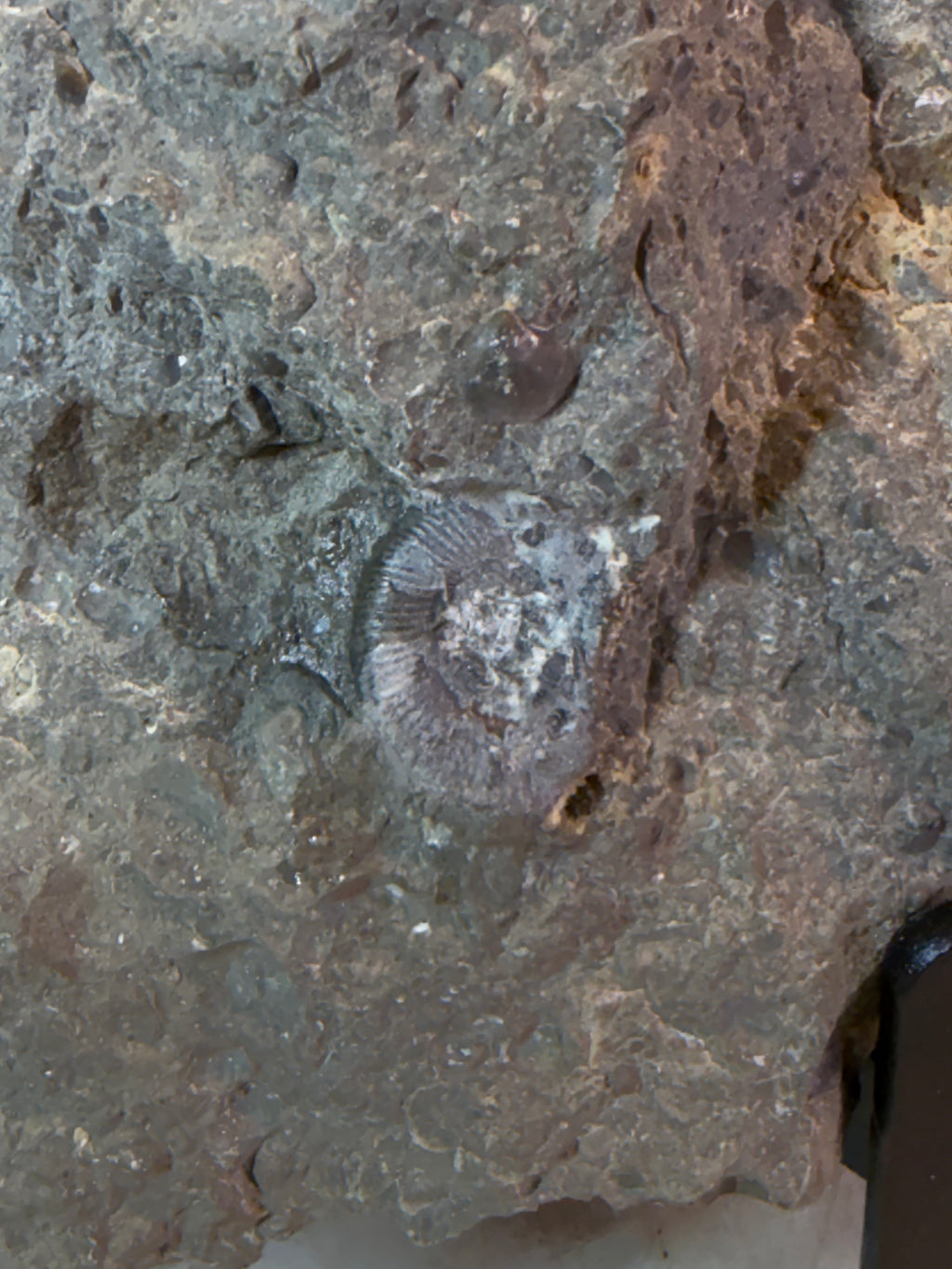 Dactylioceras ammoniet met fossiel hout – Jura – Duitsland