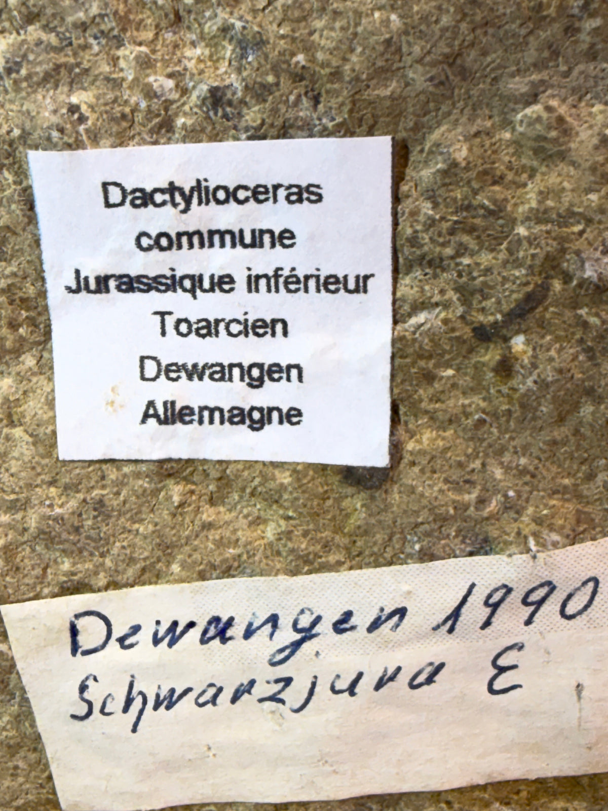 Dactylioceras ammoniet met fossiel hout – Jura – Duitsland