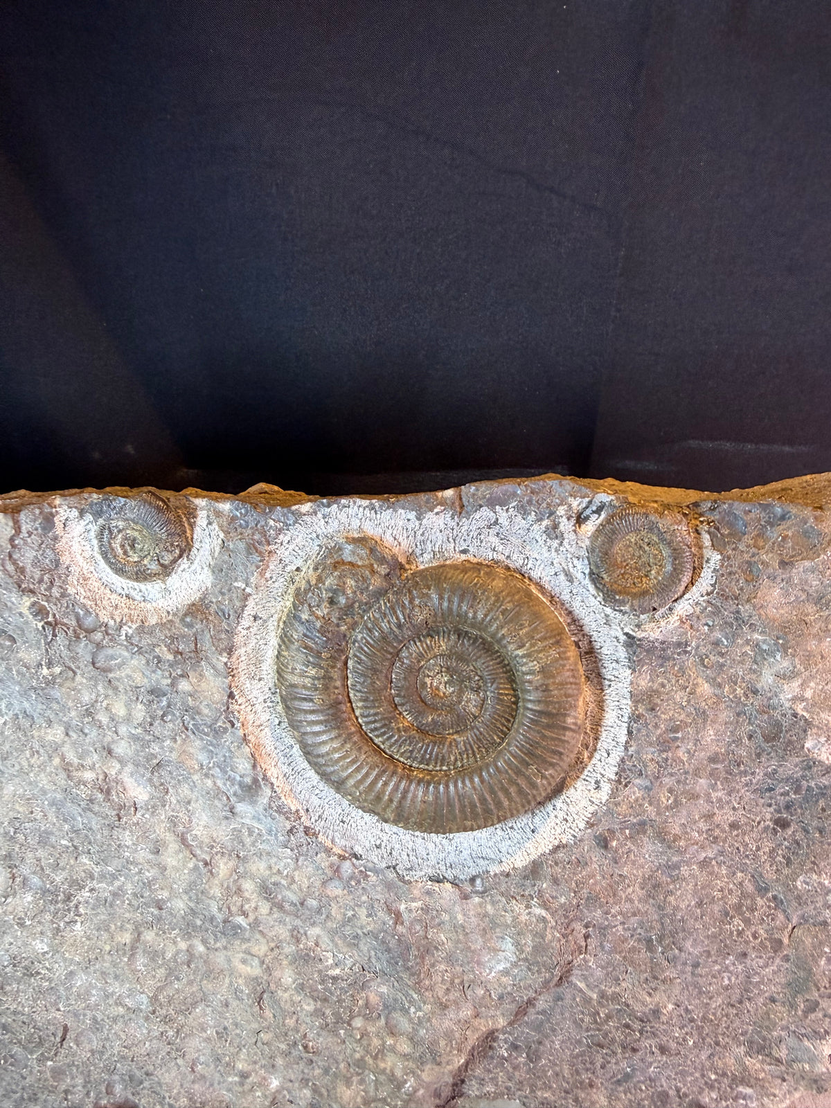 Dactylioceras ammonietenplaat – Jura – Duitsland – 30 cm
